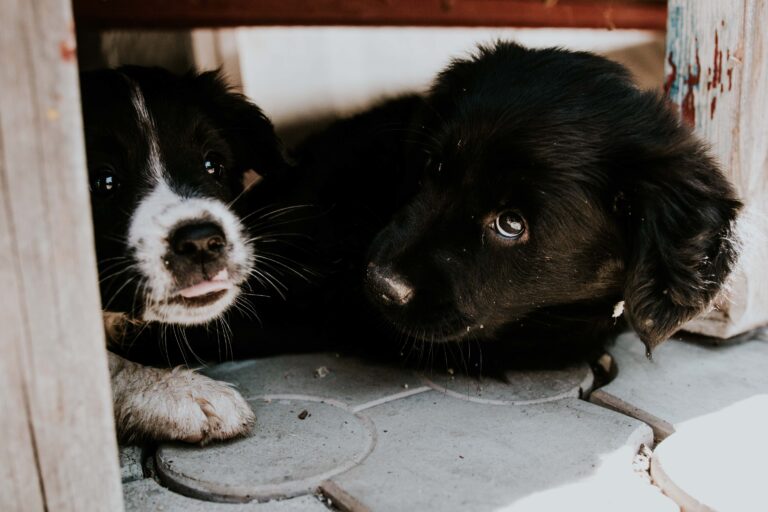 Animal Welfare: Behavior and Ethics Course